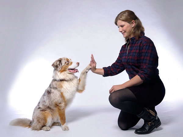 australian sheperd studiofotografie mit mensch tierfotografie glasow fotografie