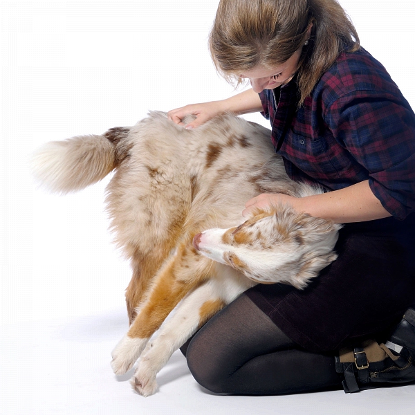 australian sheperd studiofotografie mit mensch tierfotografie glasow fotografie