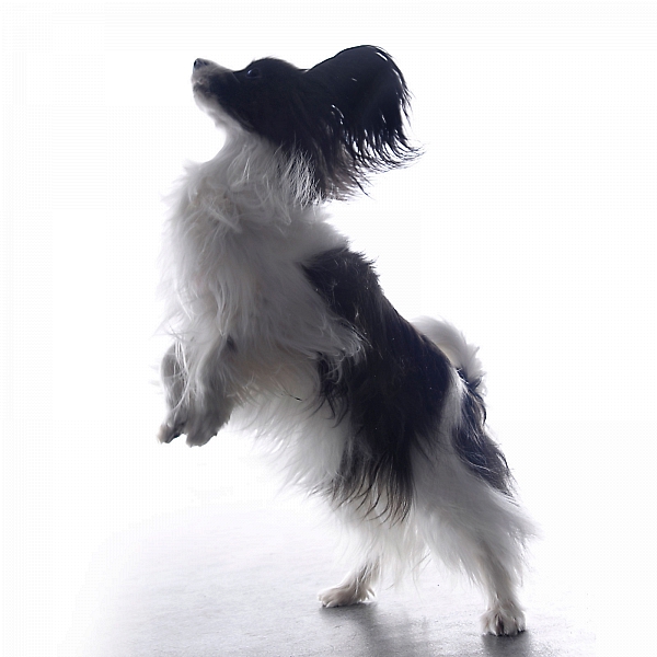 tierfotografie studiofotografie glasow fotografie