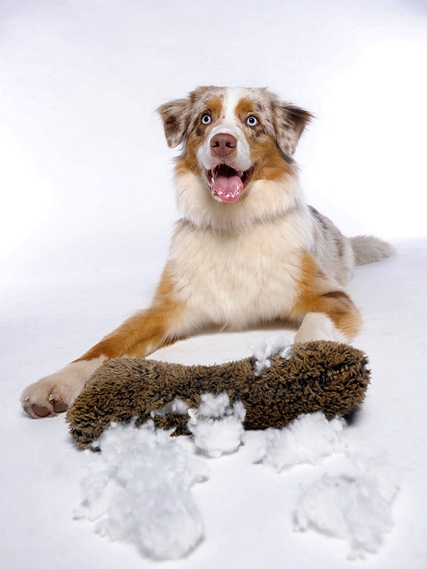 australian sheperd studiofotografie mit mensch tierfotografie glasow fotografie