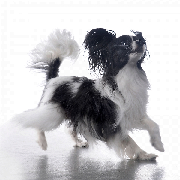 tierfotografie studiofotografie glasow fotografie