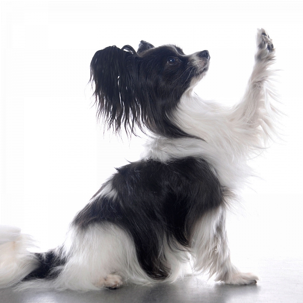 tierfotografie studiofotografie glasow fotografie