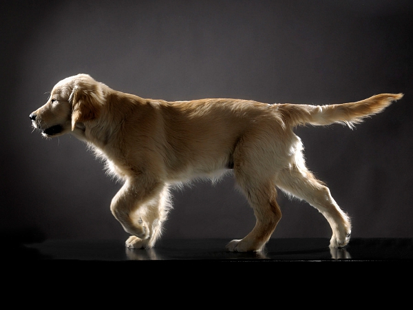 tierfotografie studiofotografie wachstumsreihe welpe golden retriever glasow fotografie