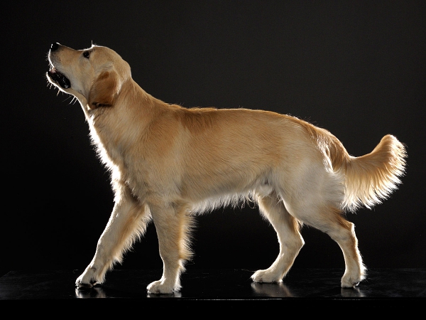 tierfotografie studiofotografie wachstumsreihe welpe golden retriever glasow fotografie