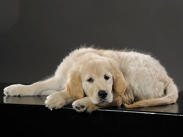 tierfotografie studiofotografie wachstumsreihe welpe golden retriever glasow fotografie