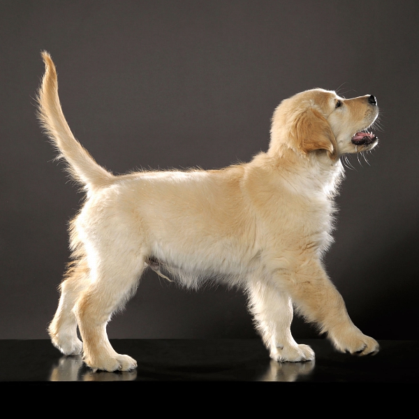 tierfotografie studiofotografie wachstumsreihe welpe golden retriever glasow fotografie