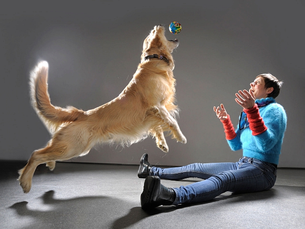 golden retriever studiofotografie mit Mensch tierfotografie