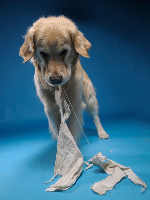 golden retriever studiofotografie beim zerfetzen eines Tuches tierfotografie glasow fotografie