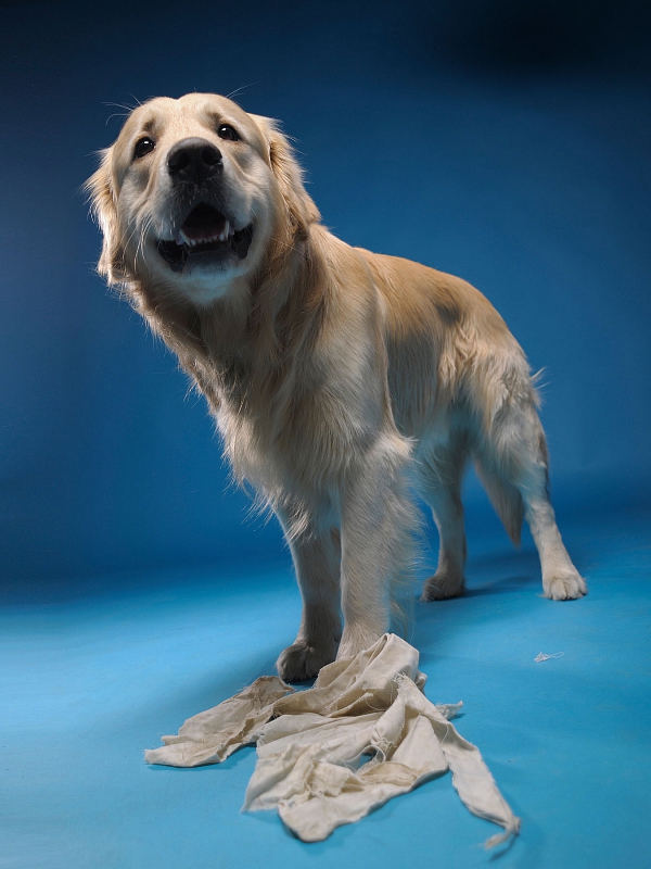 golden retriever studiofotografie beim zerfetzen eines Tuches tierfotografie glasow fotografie