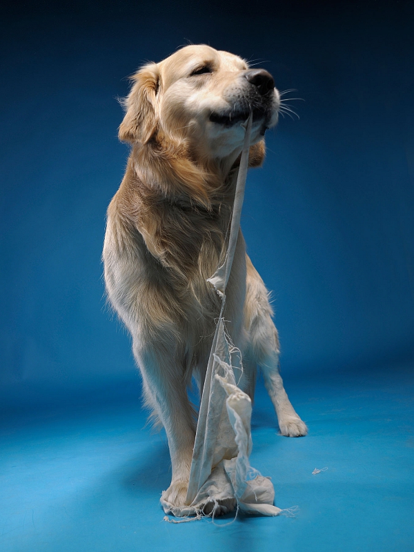 golden retriever studiofotografie beim zerfetzen eines Tuches tierfotografie glasow fotografie