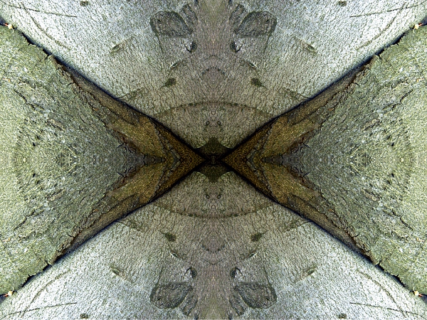 Bäume 2006 10