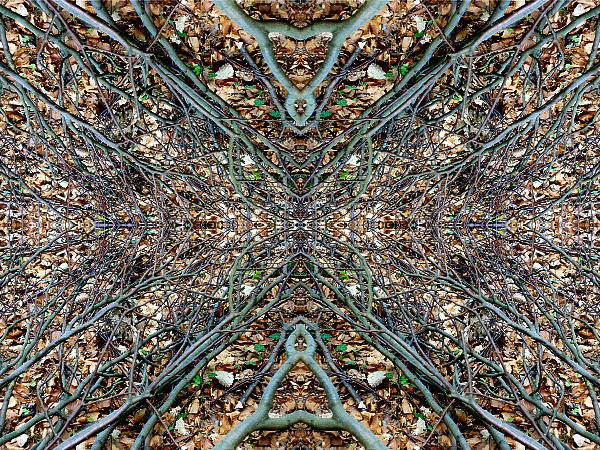 Bäume 2006 13