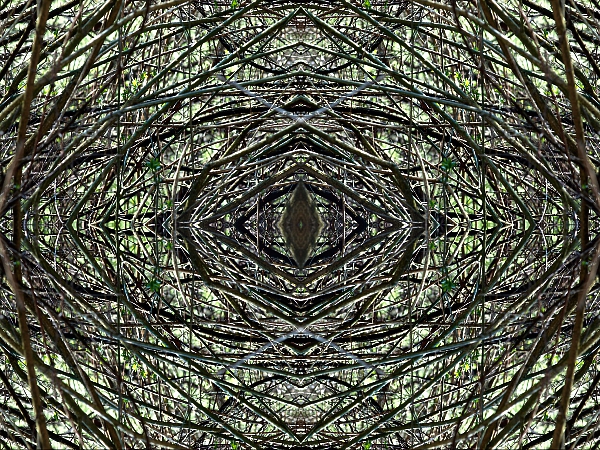 Bäume 2006 1