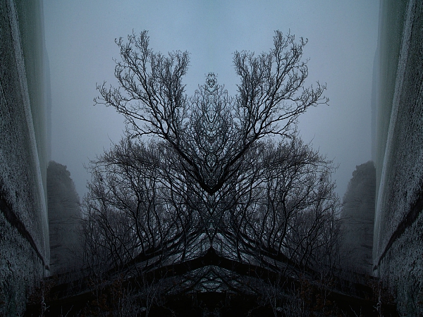 Winterbäume 2007 5