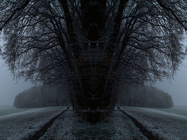 Winterbäume 2007 6