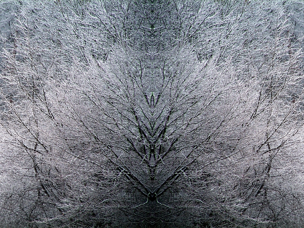 Winterbäume 2007 10