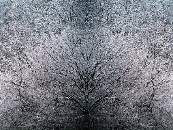 Winterbäume 2007 10