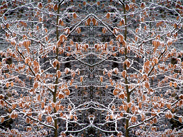 Winterbäume 2007 11