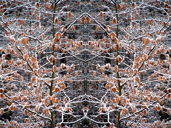 Winterbäume 2007 11