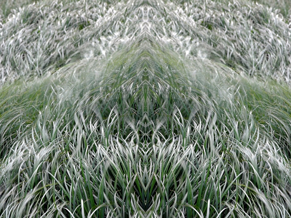 Island 2009 12
