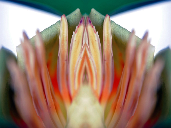 Tulpenbaum 2009 6