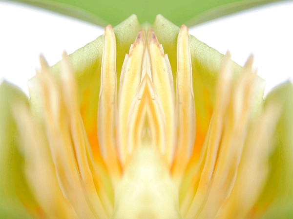 Tulpenbaum 2009 3