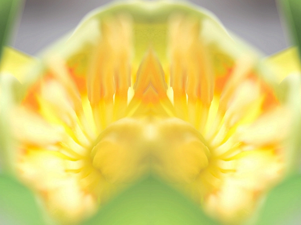 Tulpenbaum 2009 4